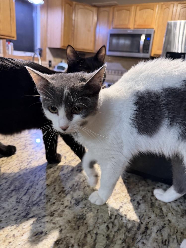 Enlarge Mulan, a Adoptable Domestic Short Hair in Albany, WI image 1/4