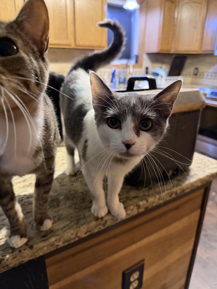 Enlarge Mulan, a Adoptable Domestic Short Hair in Albany, WI image 2/4