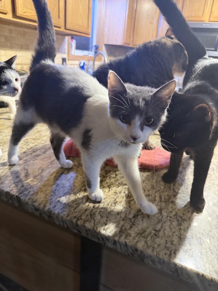 Enlarge Mulan, a Adoptable Domestic Short Hair in Albany, WI image 3/4