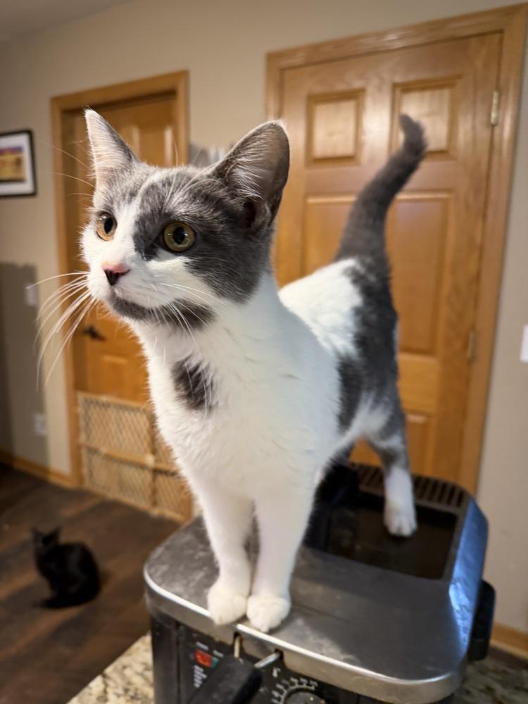 Enlarge Mulan, a Adoptable Domestic Short Hair in Albany, WI image 4/4