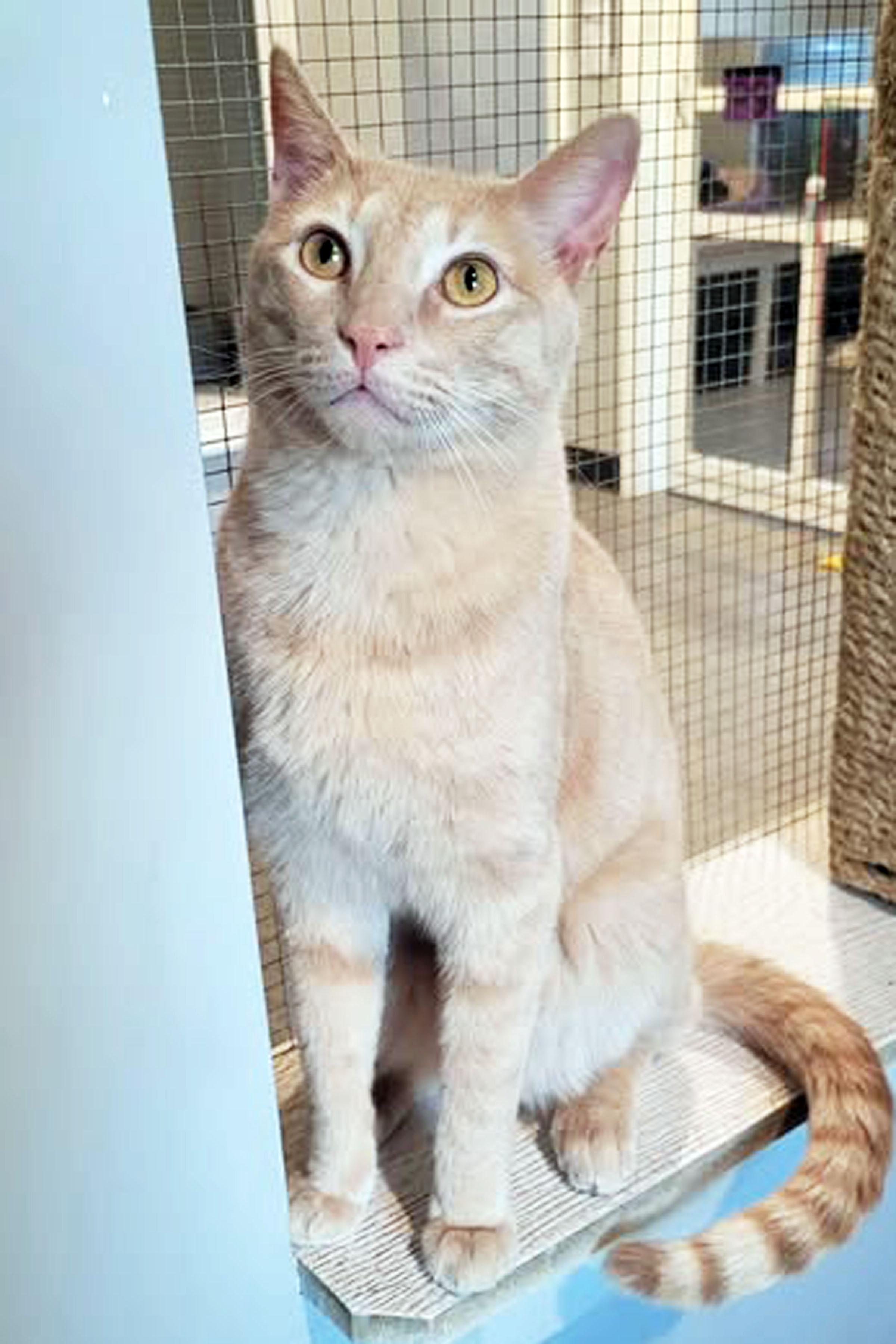 Enlarge Biscuit, a ADOPTABLE Domestic Short Hair in Lincoln, NE image 2/2