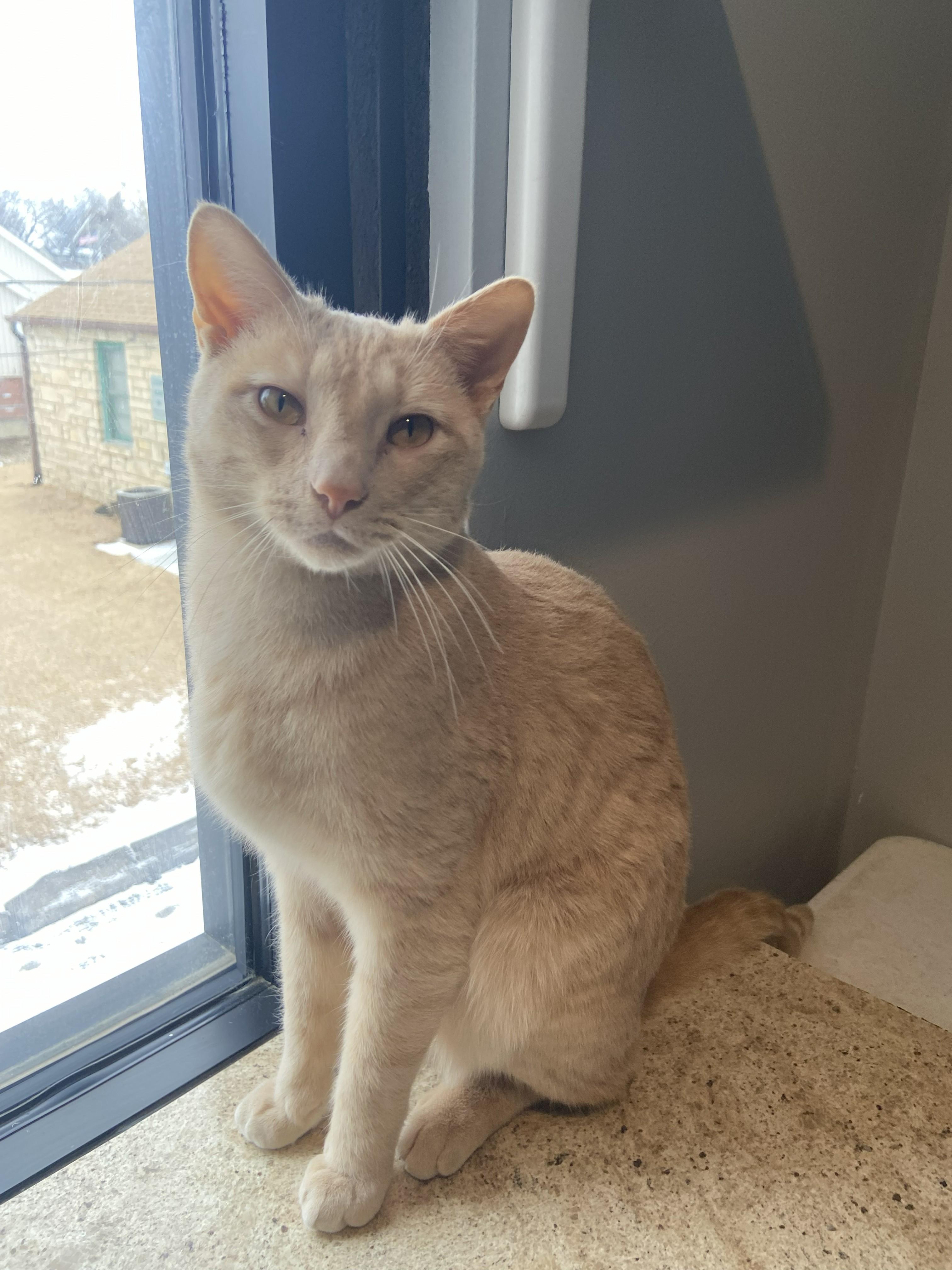 Biscuit, ADOPTABLE, Young Male Domestic Short Hair.