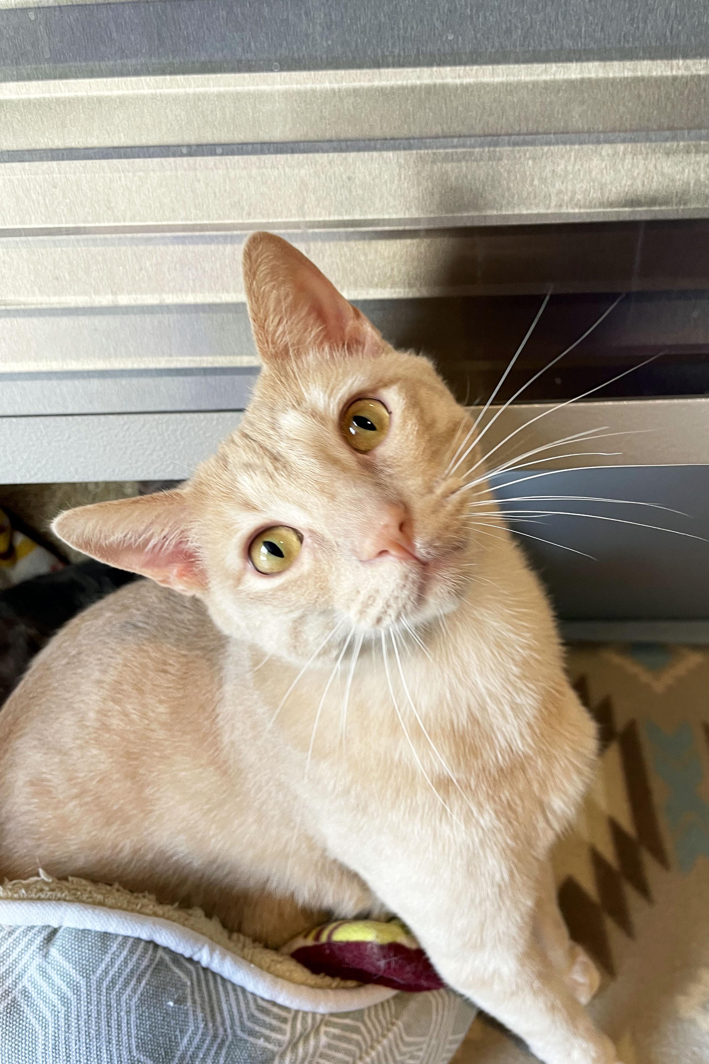 Biscuit, ADOPTABLE, Young Male Domestic Short Hair.