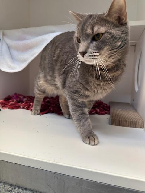 Enlarge Buckles (ID 51205/1351), an adoptable Domestic Short Hair in Manassas, VA image 3/3