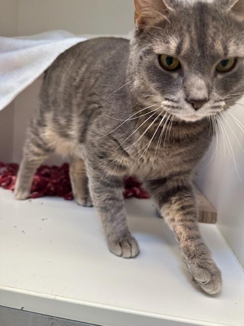 Enlarge Buckles (ID 51205/1351), an adoptable Domestic Short Hair in Manassas, VA image 2/3