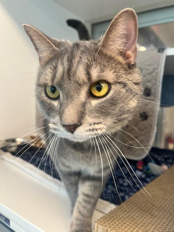 Enlarge Buckles (ID 51205/1351), an adoptable Domestic Short Hair in Manassas, VA image 1/3