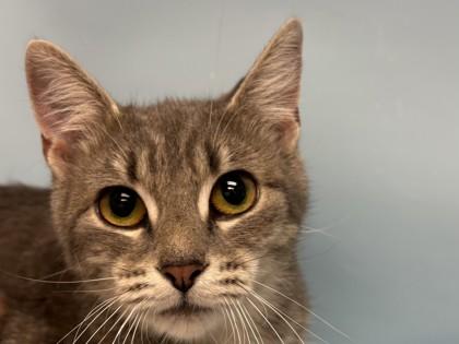 Stassi, Adoptable, Adult Female Domestic Short Hair & Domestic Short Hair.