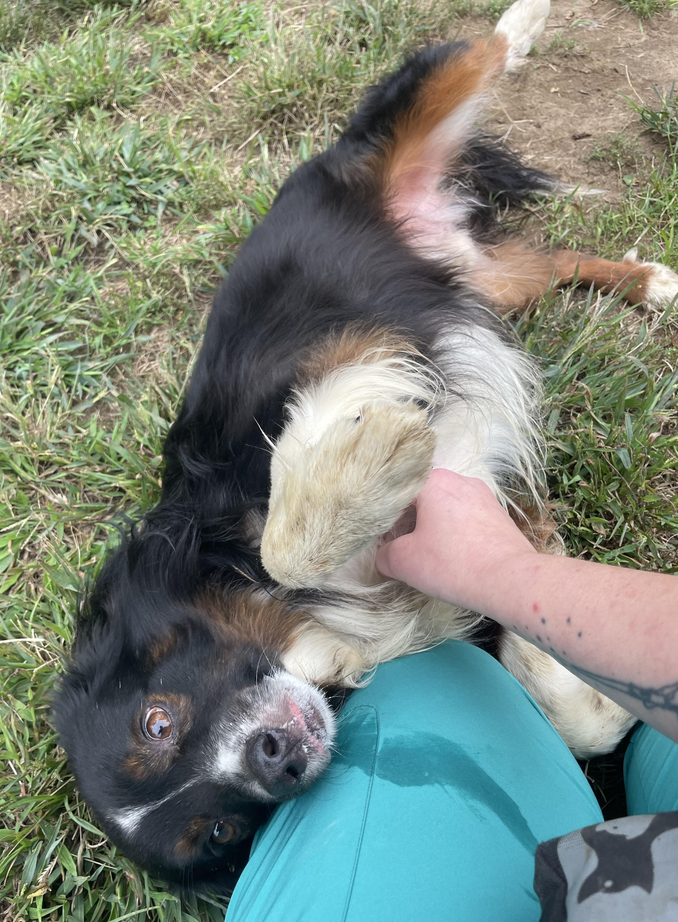 Pepperoncini, Adopted, Young Male Australian Shepherd & Mixed Breed.