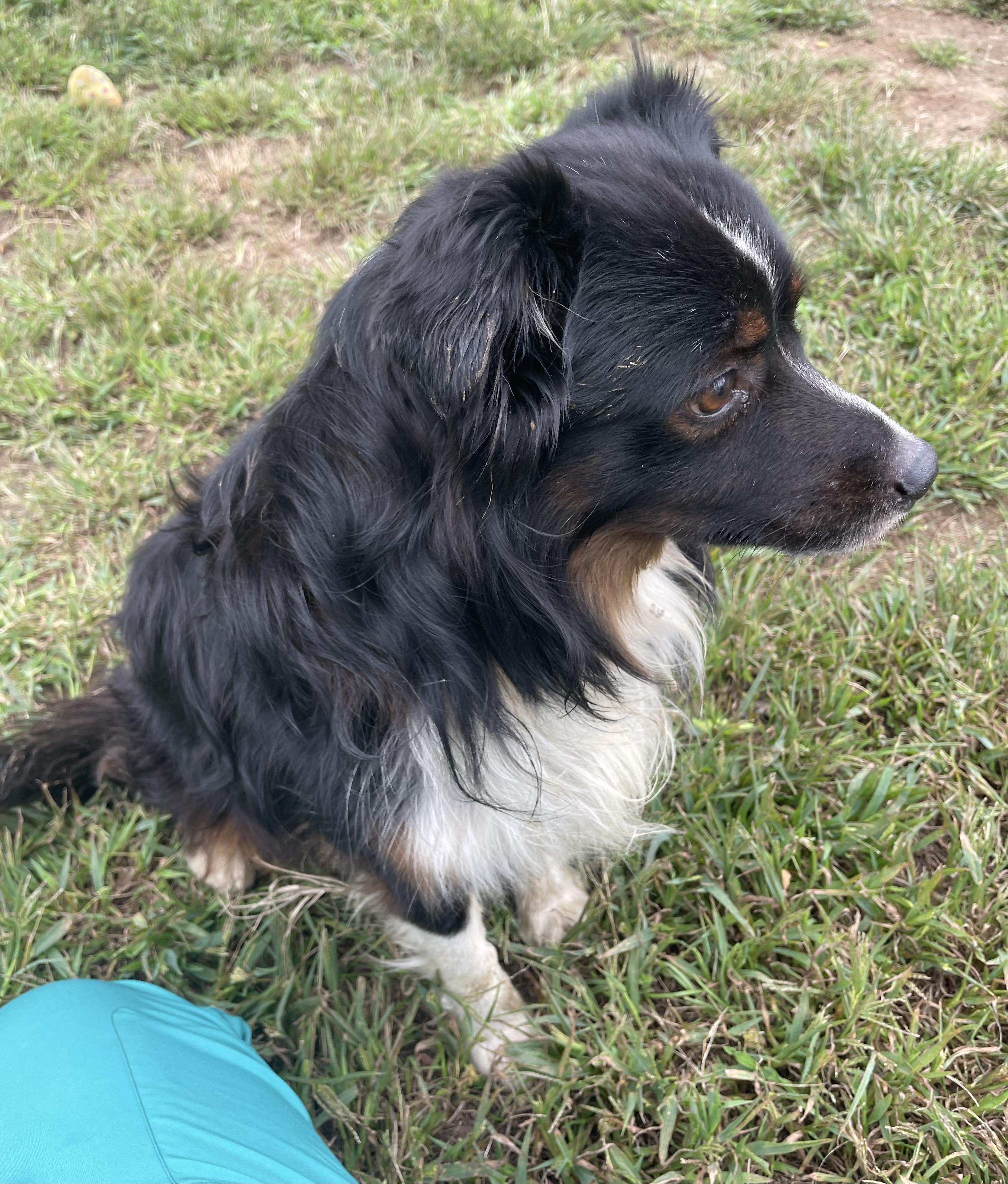 Enlarge Pepperoncini, a Adopted mixed breed in Mishawaka, IN image 2/3