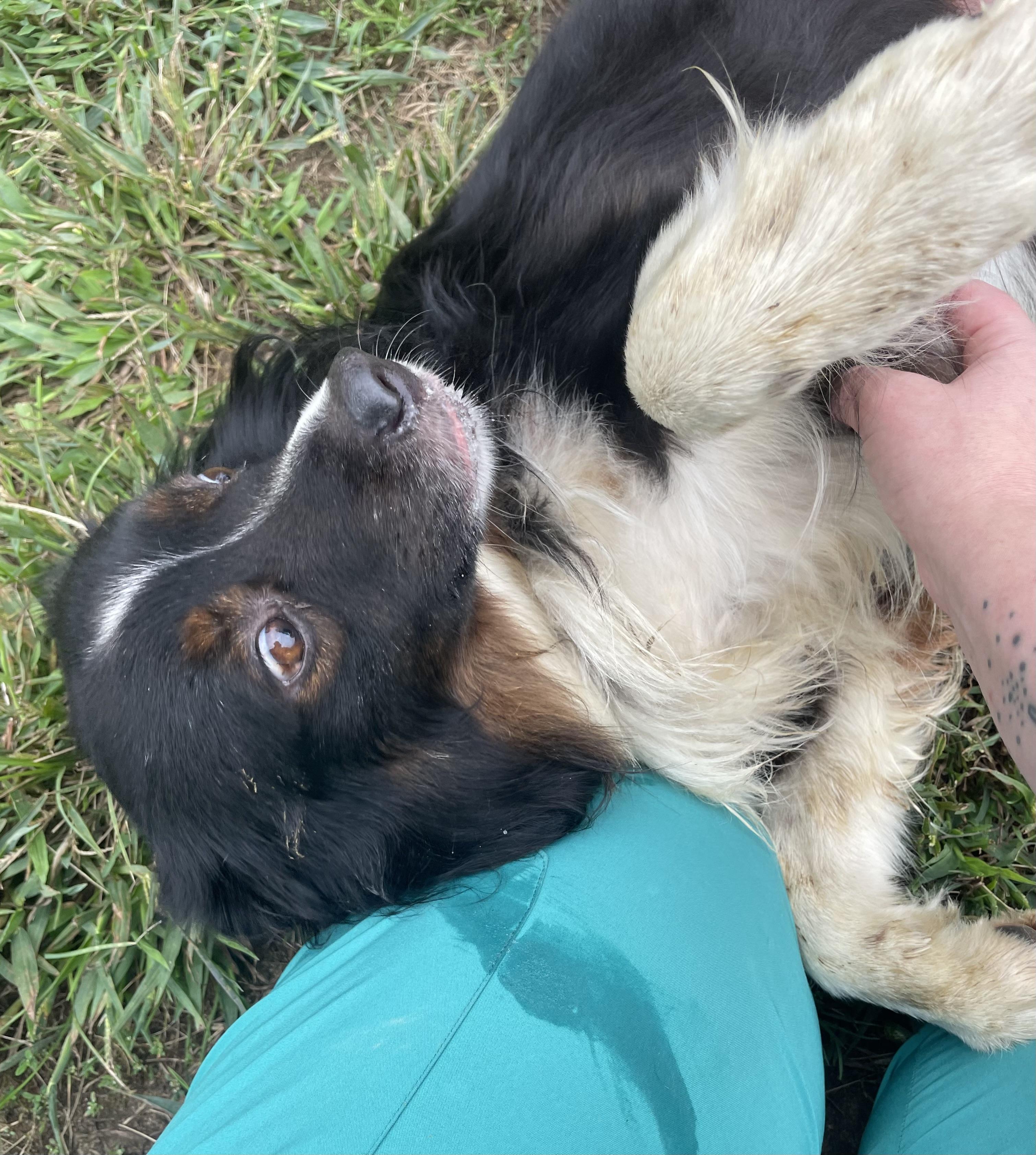 Enlarge Pepperoncini, a Adopted mixed breed in Mishawaka, IN image 3/3