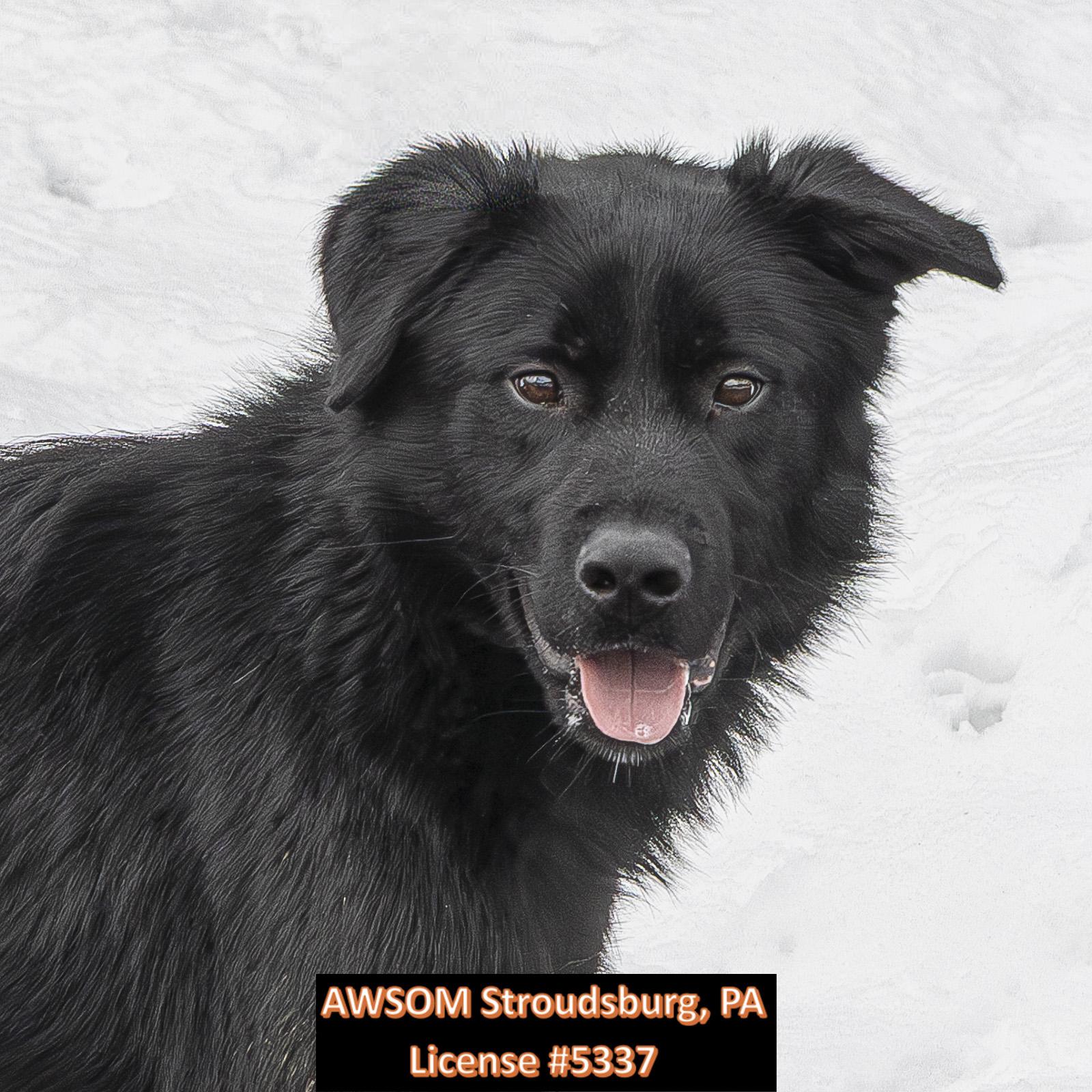 St. Pattie, ADOPTABLE, Young Male Labrador Retriever.