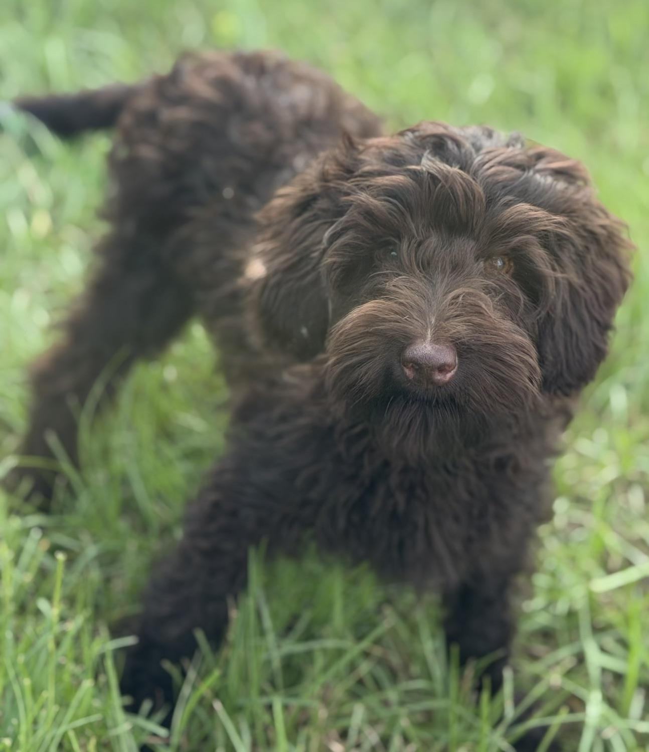 Godiva, Adoptable, Young Female Labradoodle.