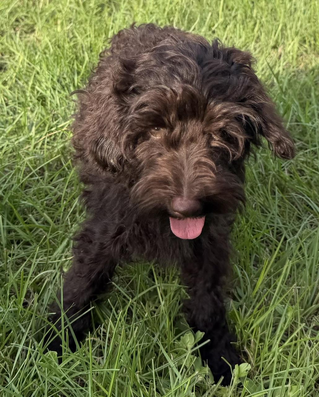 Godiva, a Adoptable Labradoodle in Orlando, FL image 3/4