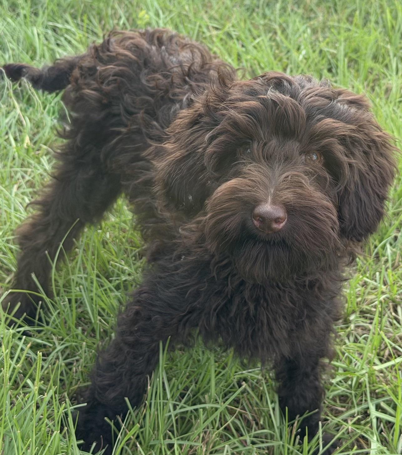 Godiva, a Adoptable Labradoodle in Orlando, FL image 2/4