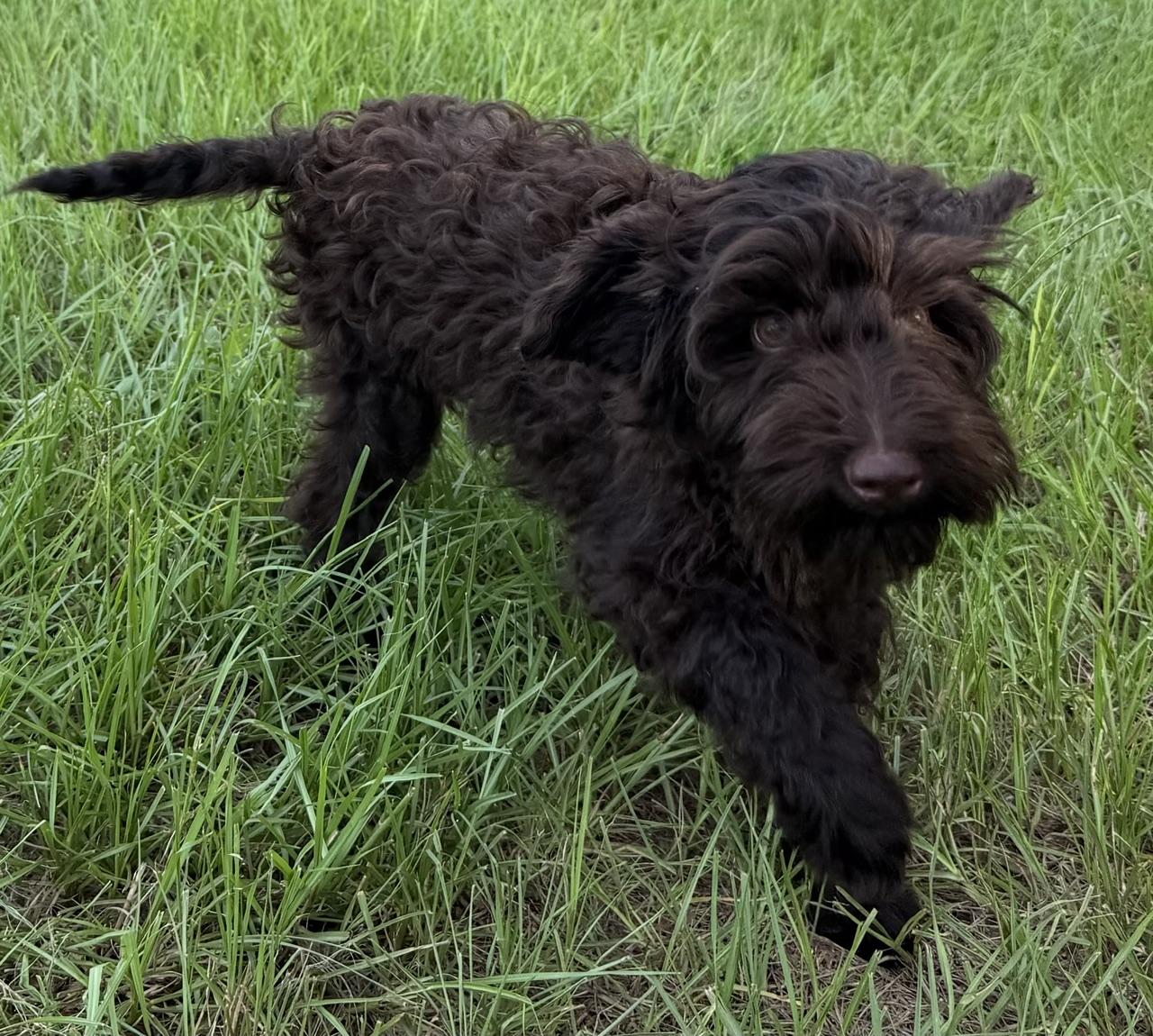 Godiva, a Adoptable Labradoodle in Orlando, FL image 4/4
