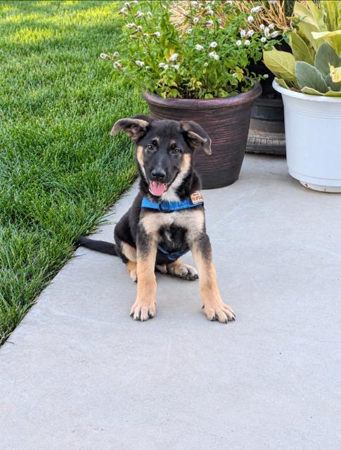 Champ, Adoptable, Young Male German Shepherd Dog.