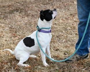 Enlarge DA 44 Strawberry Popsicle, a Adoptable mixed breed in Glen Allen, VA image 1/3
