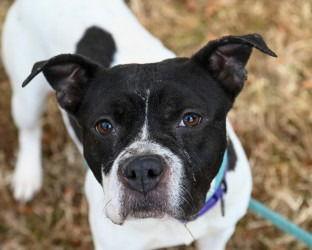 Enlarge DA 44 Strawberry Popsicle, a Adoptable mixed breed in Glen Allen, VA image 2/3