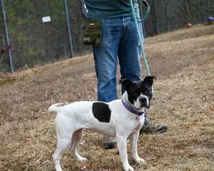 Enlarge DA 44 Strawberry Popsicle, a Adoptable mixed breed in Glen Allen, VA image 3/3