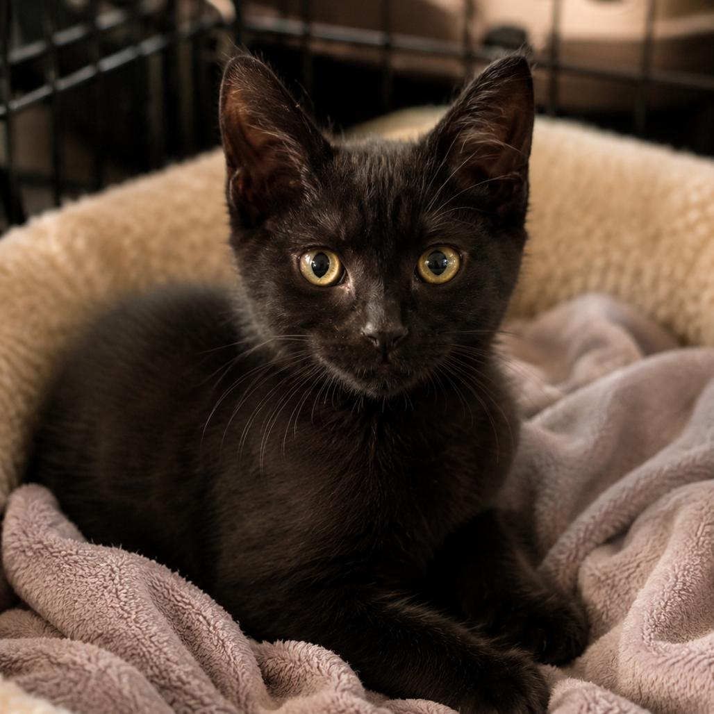 Tansy (in Stevensville, MD), Adoptable, Kitten Male Domestic Short Hair.