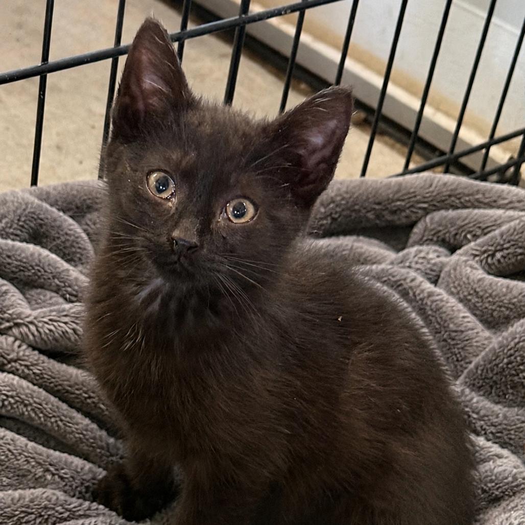 Enlarge Tansy (in Stevensville, MD), a Adoptable Domestic Short Hair in Alexandria, VA image 3/3