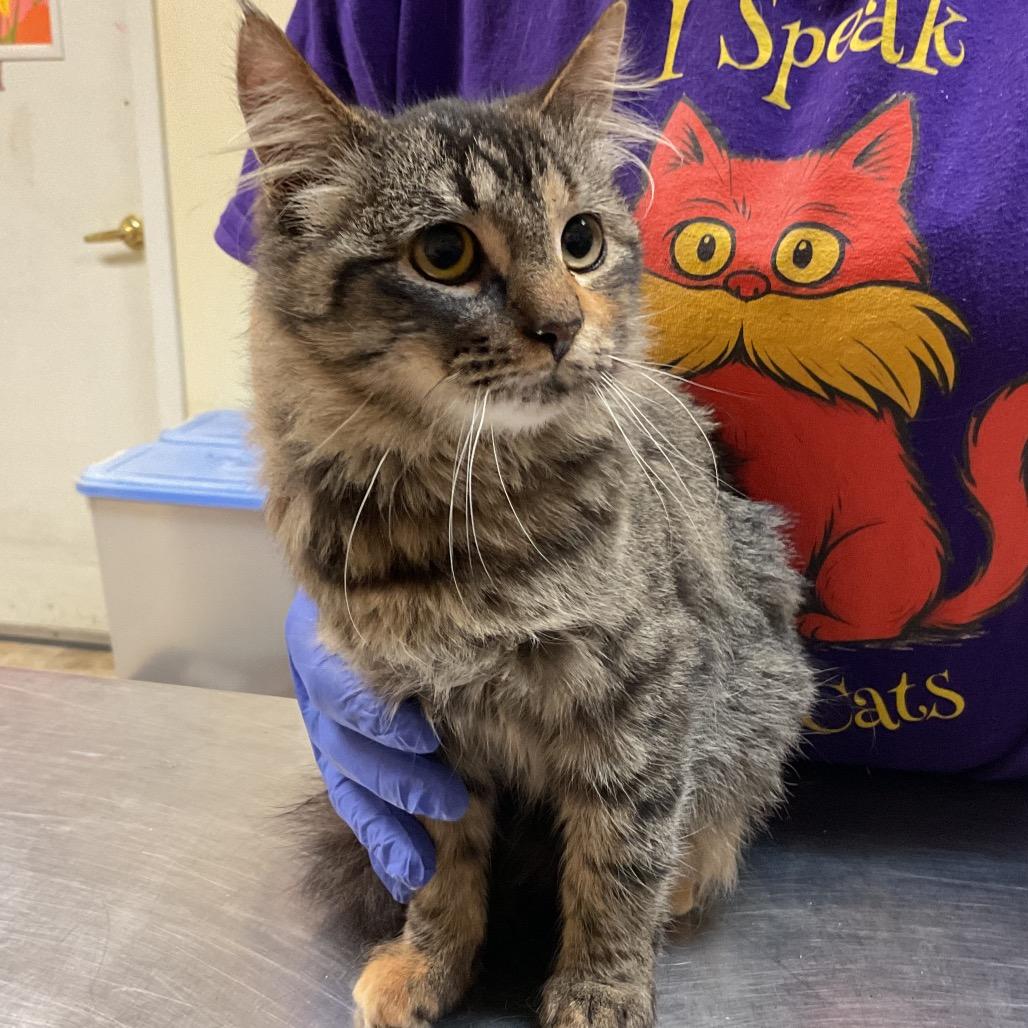 Enlarge Seraphina, a Adoptable Domestic Long Hair in Monroe, LA image 1/1