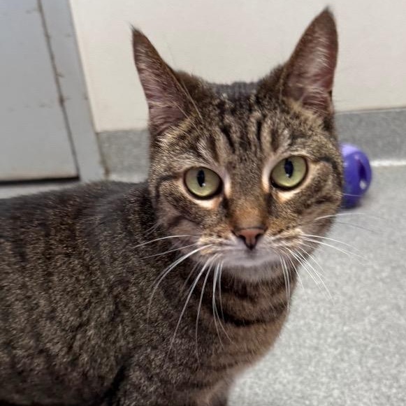 Isadora, ADOPTABLE, Adult Female Domestic Short Hair.
