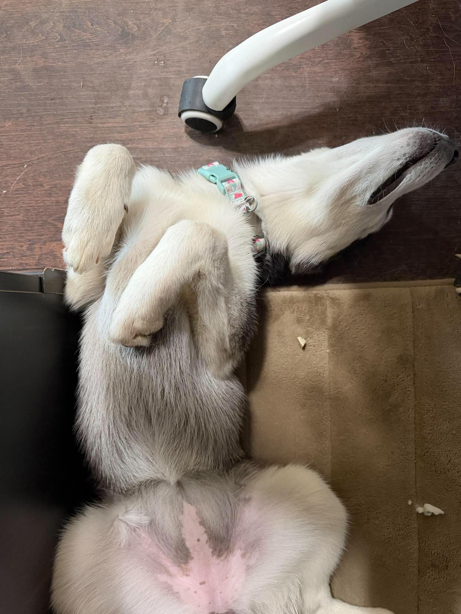 Enlarge Emily, a Adoptable Siberian Husky in Carrollton, TX image 1/3