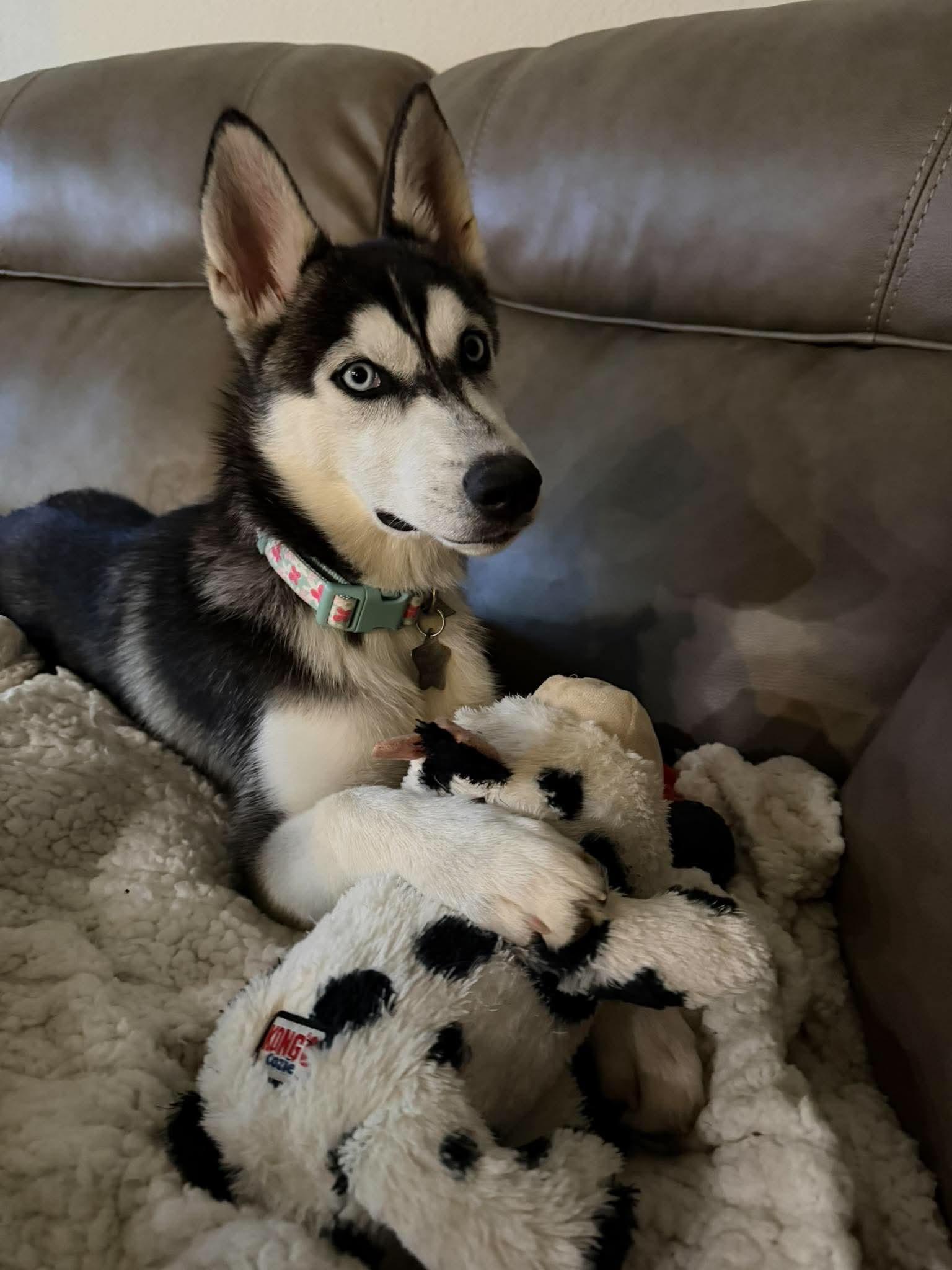 Enlarge Emily, a Adoptable Siberian Husky in Carrollton, TX image 2/3