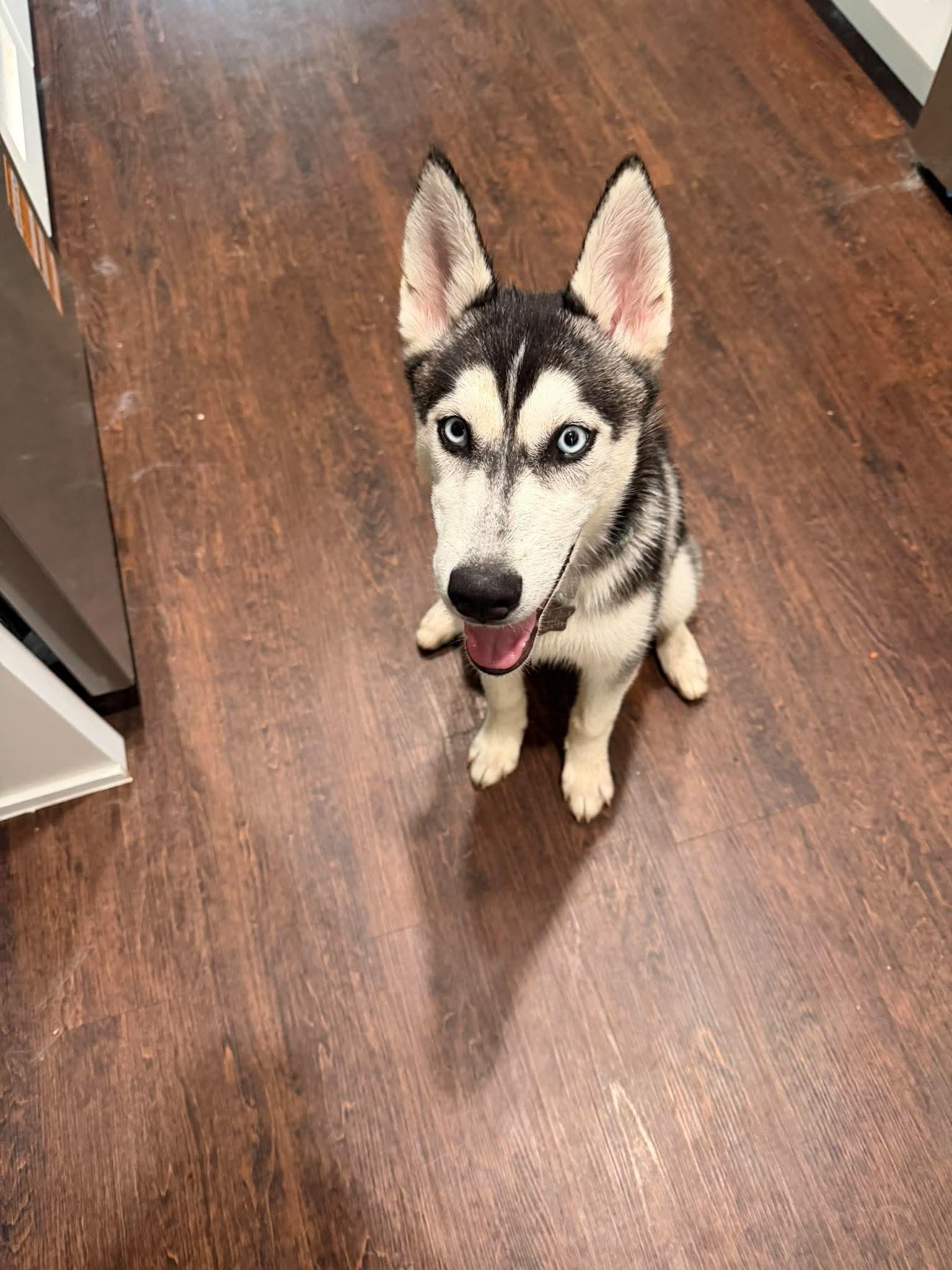Enlarge Emily, a Adoptable Siberian Husky in Carrollton, TX image 3/3