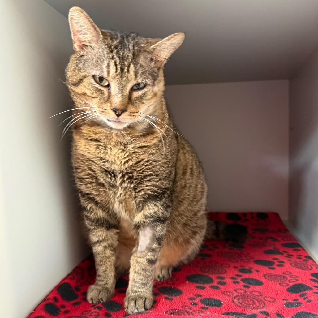 Enlarge Romeo, a Adoptable Domestic Short Hair in Sarasota, FL image 1/3