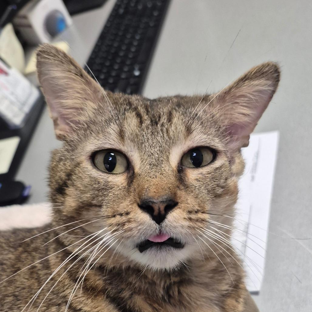 Romeo, a Adoptable Domestic Short Hair in Sarasota, FL image 2/4