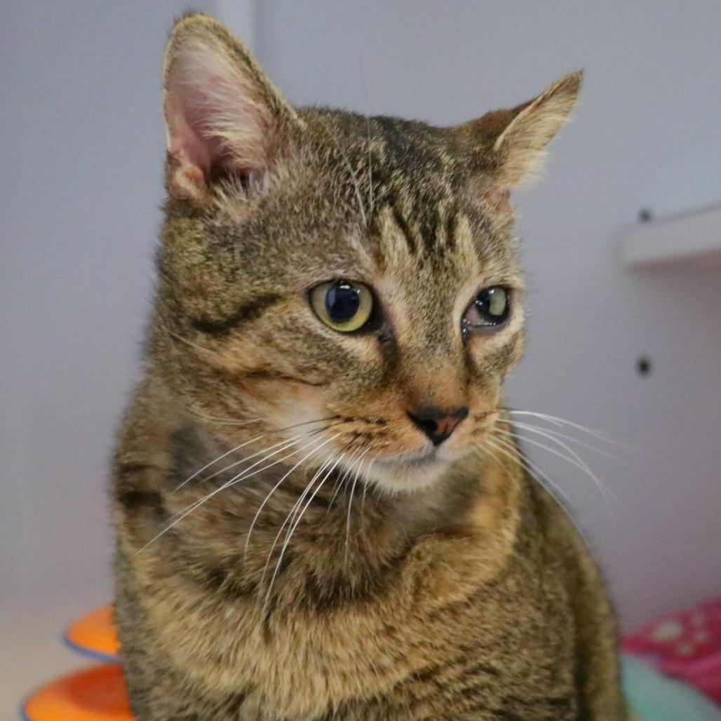 Enlarge Romeo, a Adoptable Domestic Short Hair in Sarasota, FL image 2/3