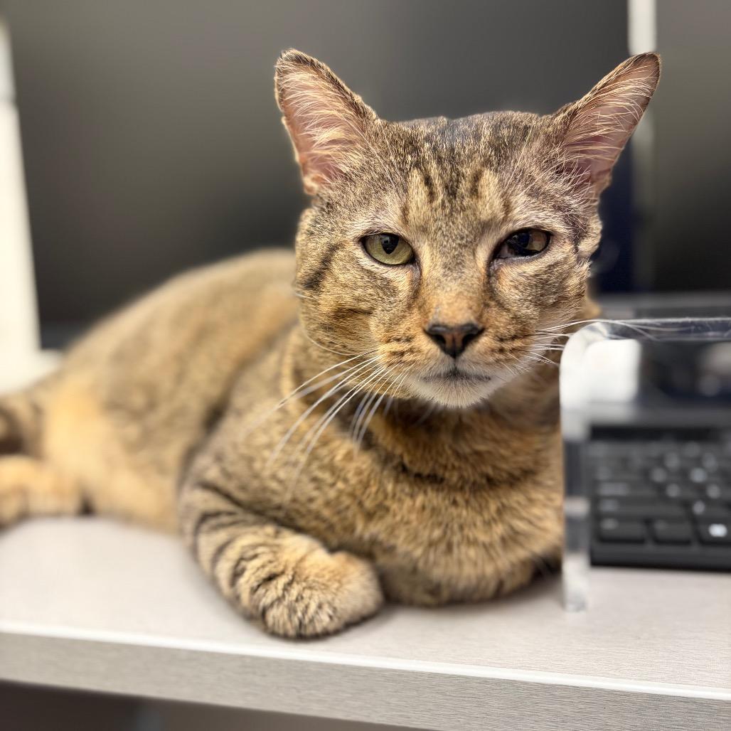 Enlarge Romeo, a Adoptable Domestic Short Hair in Sarasota, FL image 3/3