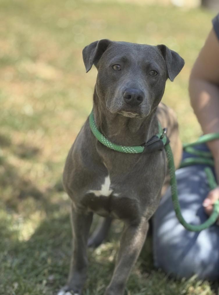 Lacy, a ADOPTABLE Blue Lacy in Richmond, VA image 3/5