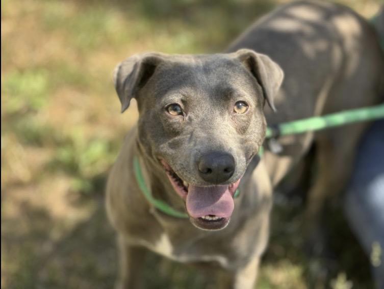 Lacy, a ADOPTABLE Blue Lacy in Richmond, VA image 1/5