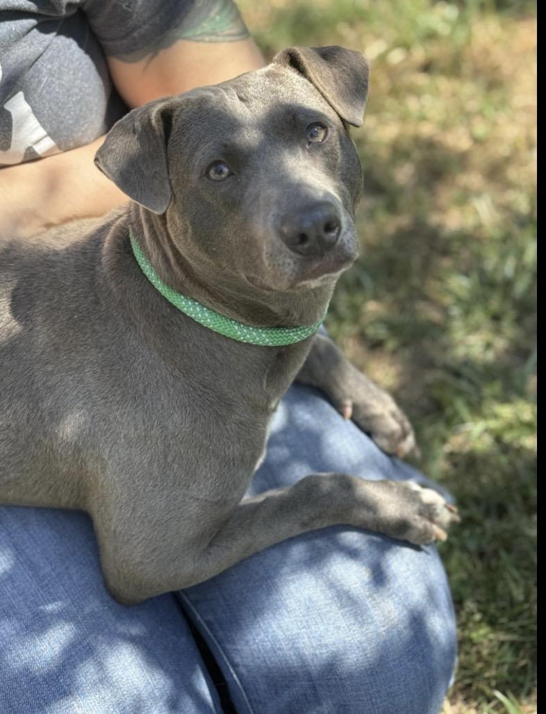 Lacy, a ADOPTABLE Blue Lacy in Richmond, VA image 4/5
