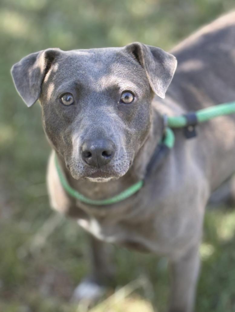 Lacy, a ADOPTABLE Blue Lacy in Richmond, VA image 2/5