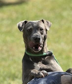 Lacy, a ADOPTABLE Blue Lacy in Richmond, VA image 5/5
