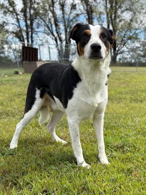 Enlarge Jager, an adoptable Mixed Breed in Ionia, MI image 4/6