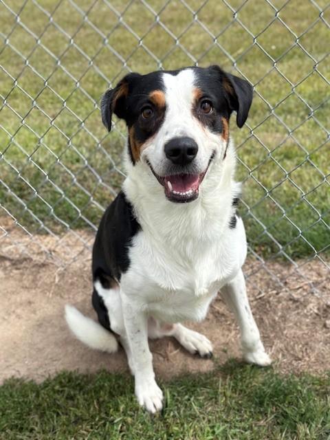 Enlarge Jager, an adoptable Mixed Breed in Ionia, MI image 5/6