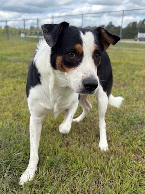 Enlarge Jager, an adoptable Mixed Breed in Ionia, MI image 6/6