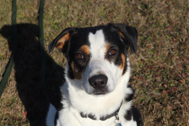 Jager, adoptable, Adult Male Mixed Breed.