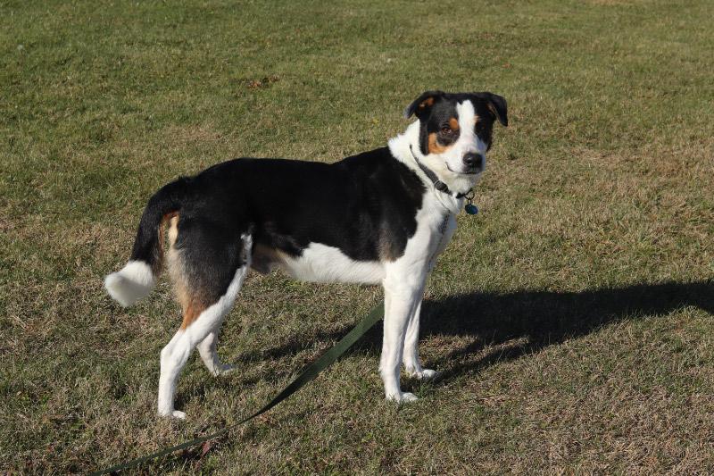 Enlarge Jager, an adoptable Mixed Breed in Ionia, MI image 2/6