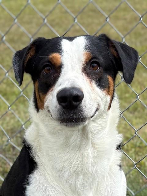 Enlarge Jager, an adoptable Mixed Breed in Ionia, MI image 3/6