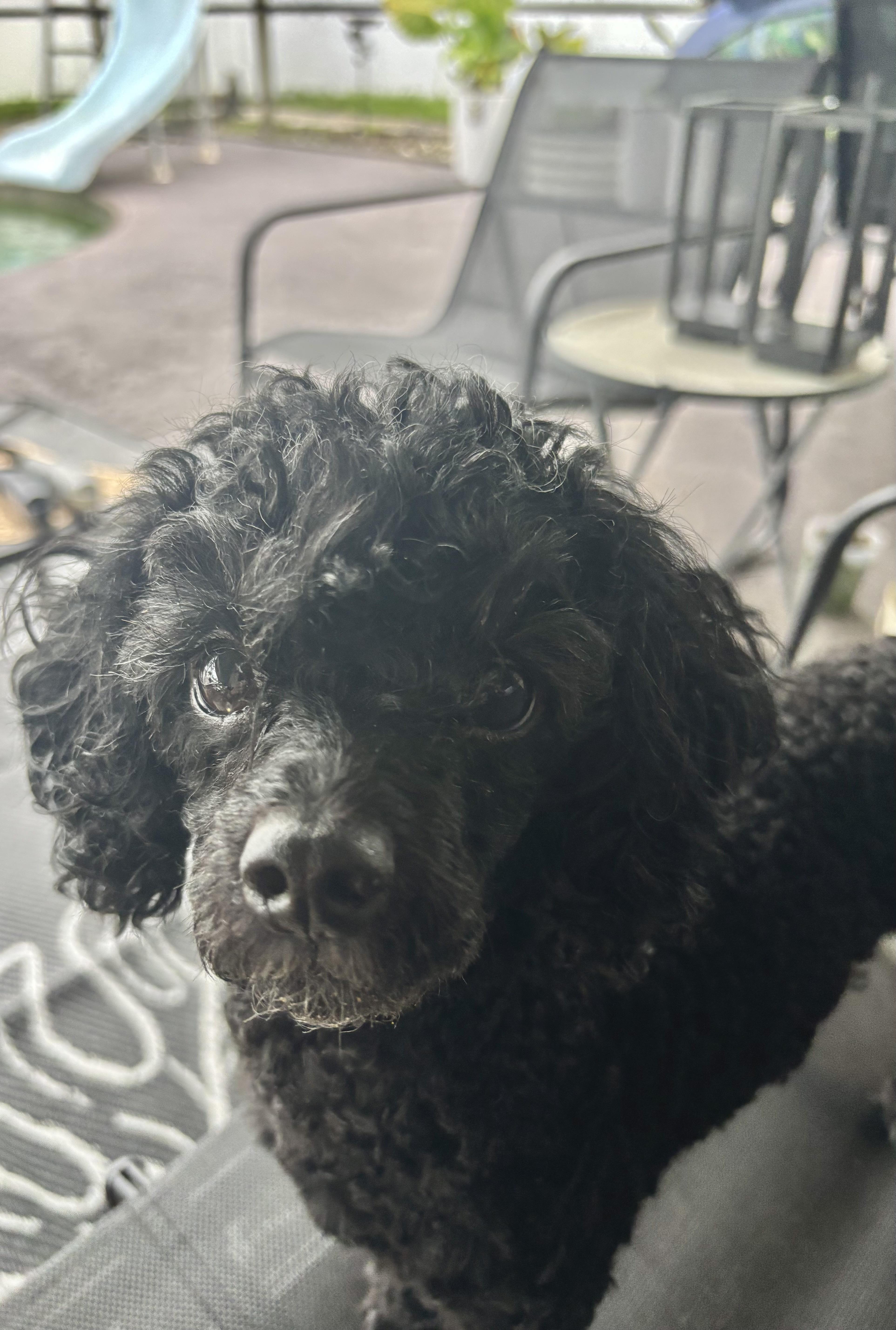 Emmett, a Adoptable Poodle in Orlando, FL image 5/5