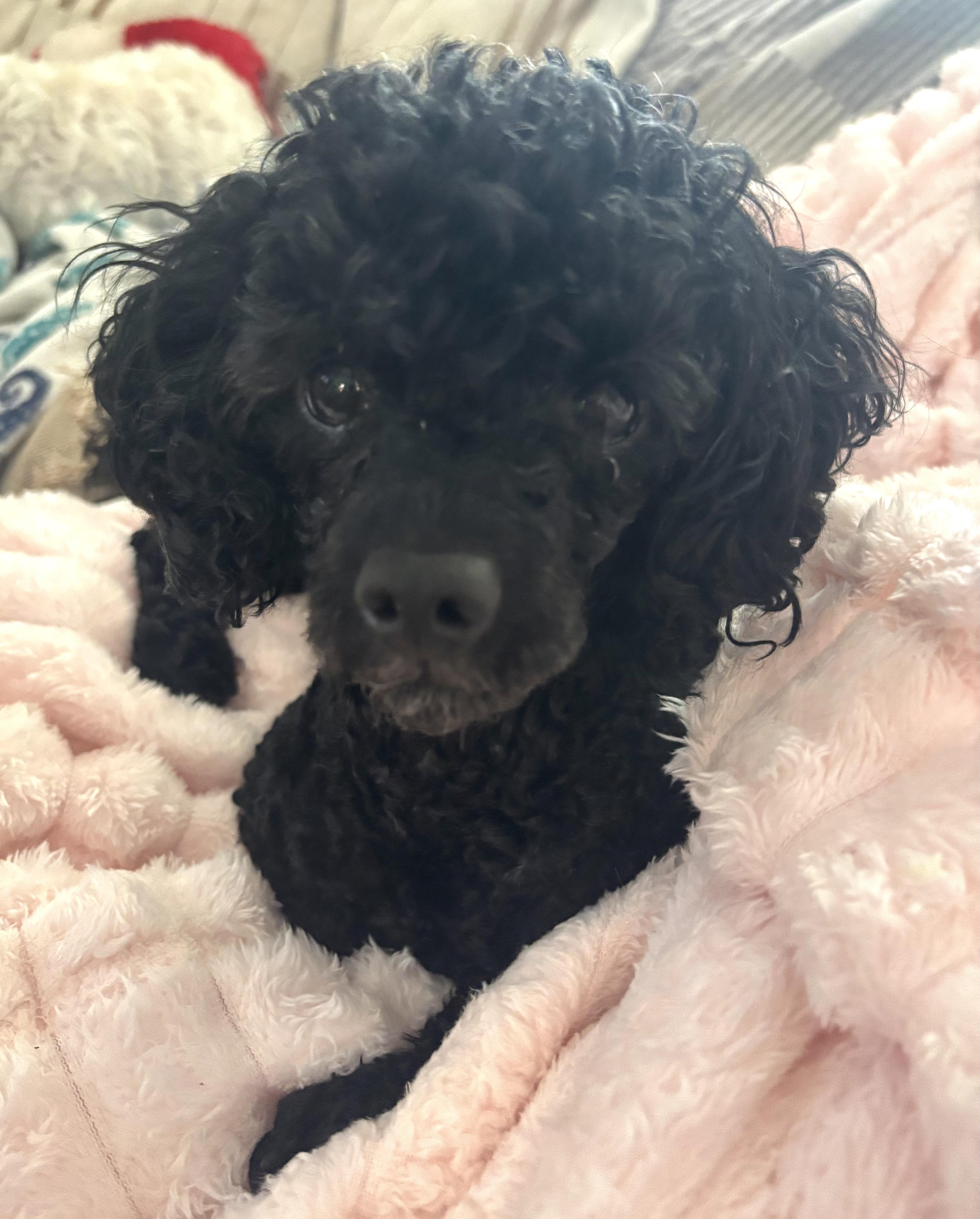 Emmett, a Adoptable Poodle in Orlando, FL image 2/5