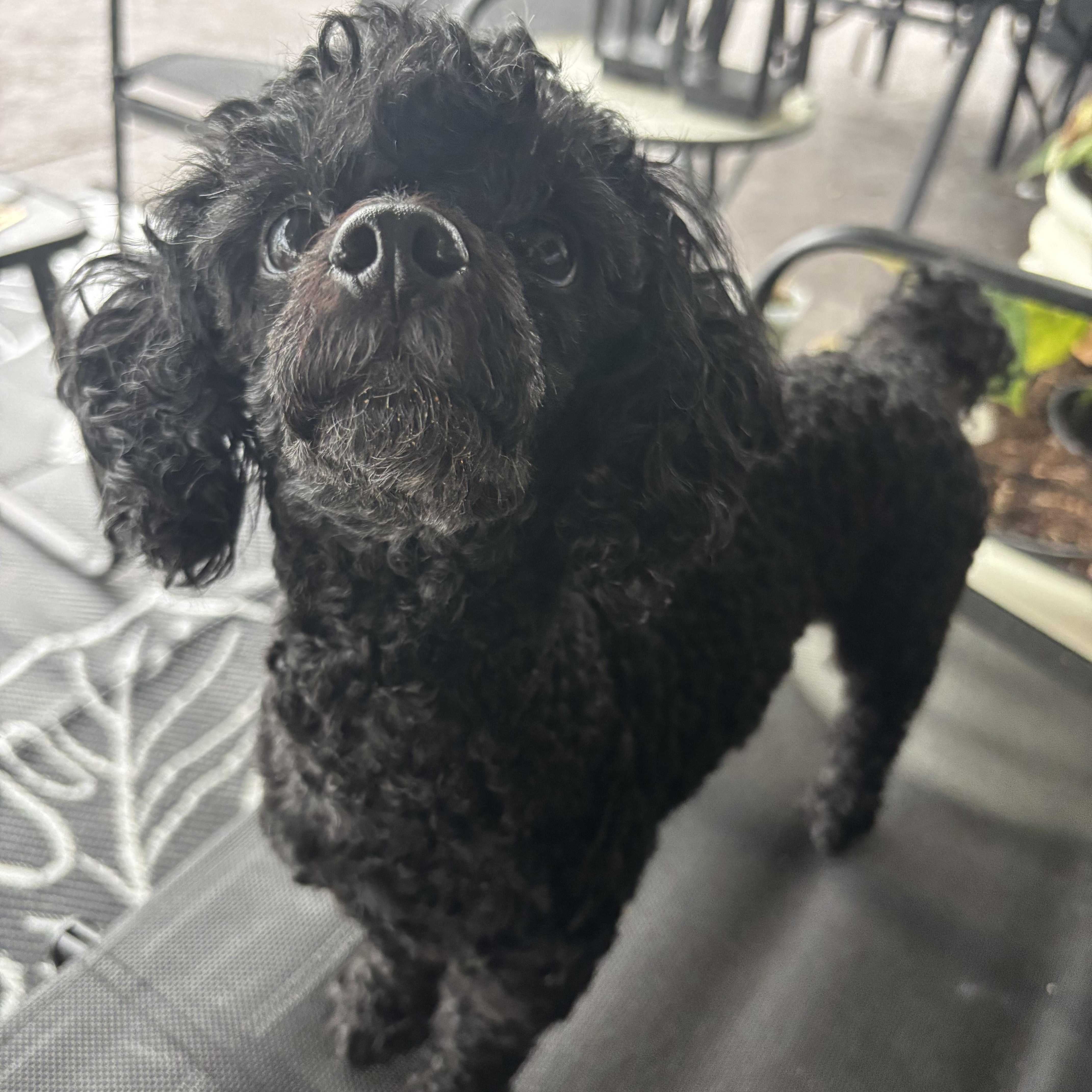 Emmett, a Adoptable Poodle in Orlando, FL image 3/5