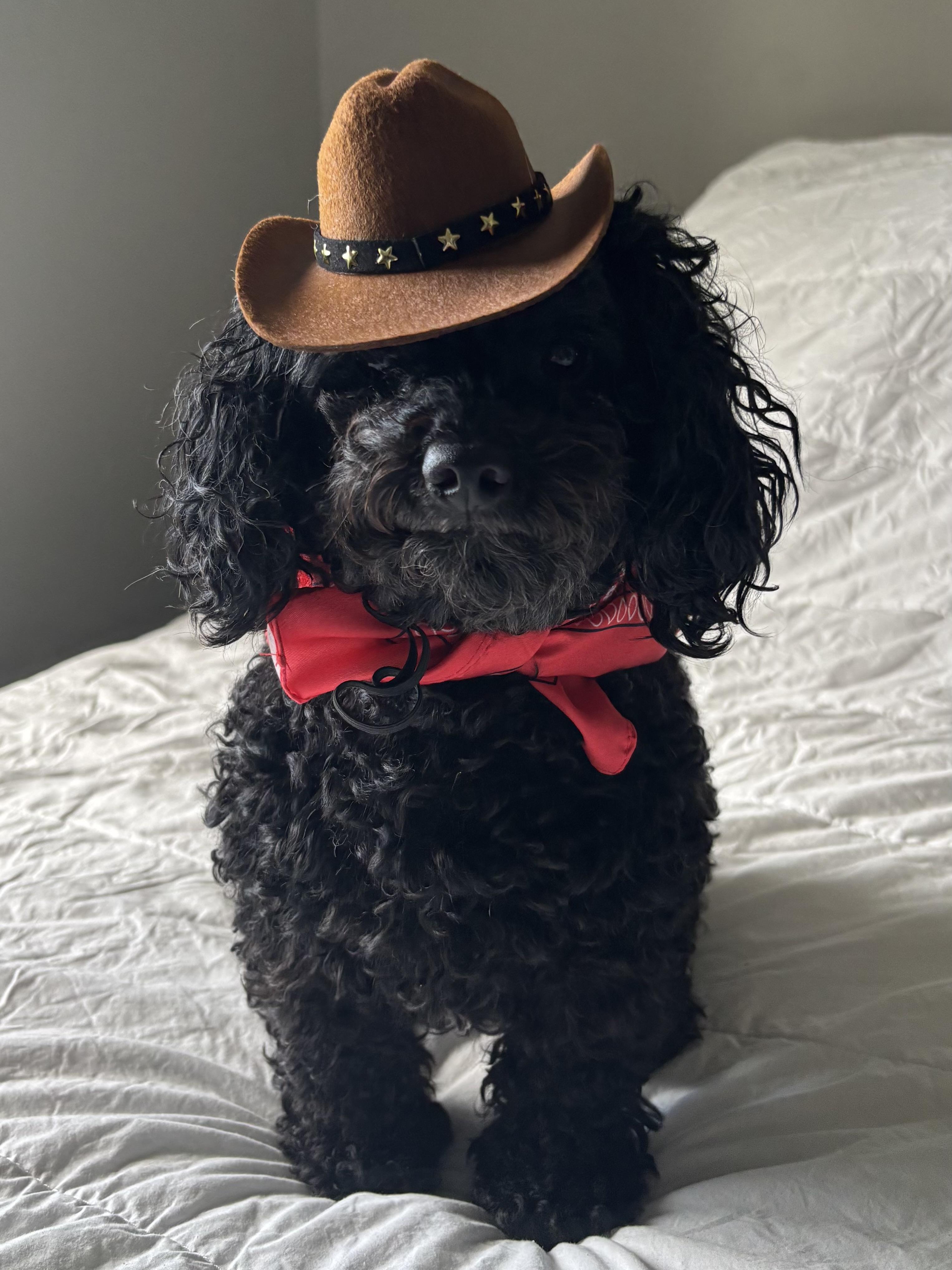 Emmett, Adoptable, Adult Male Poodle.