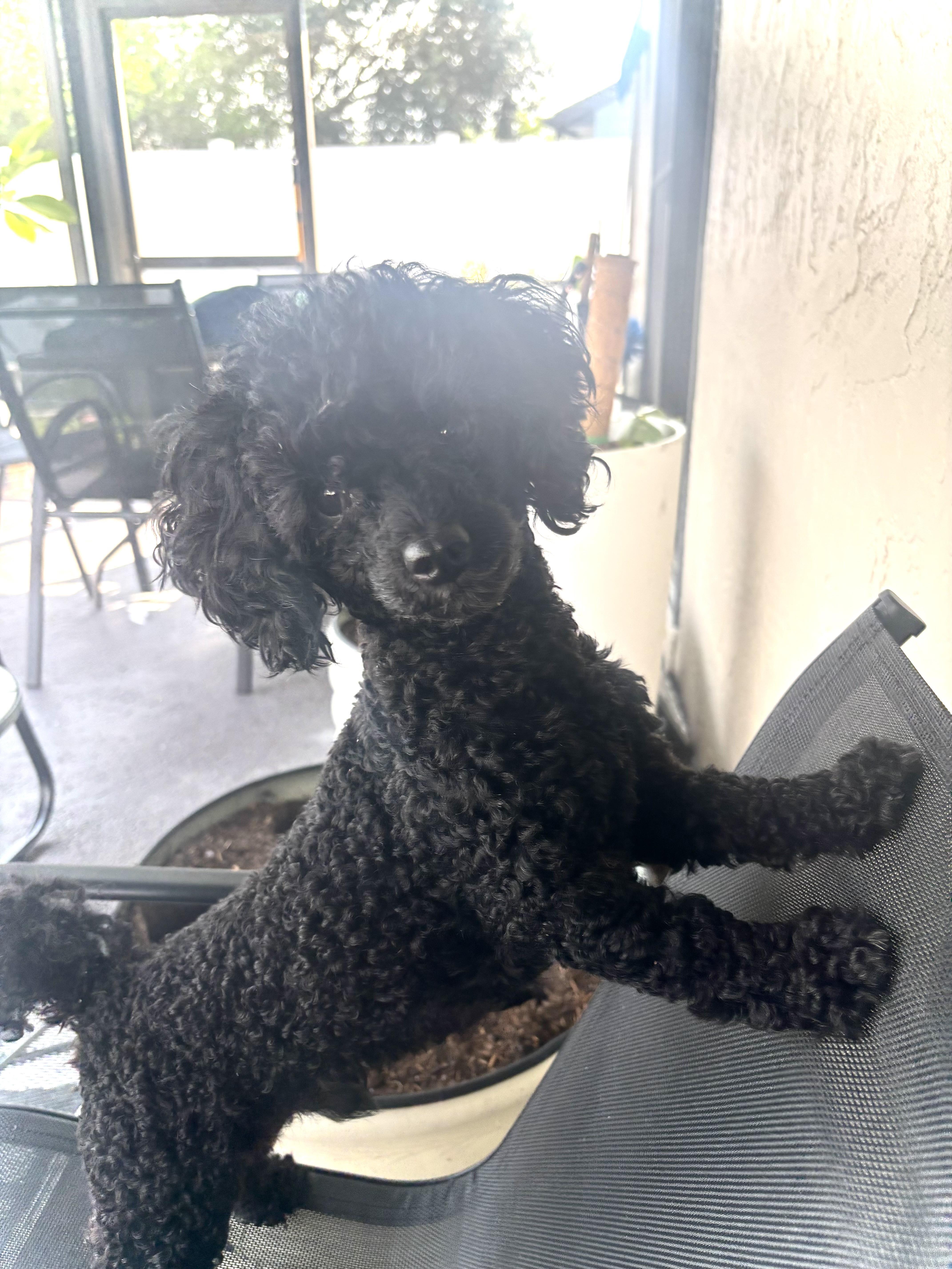 Emmett, a Adoptable Poodle in Orlando, FL image 4/5